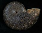 Pyritized Ammonites - Oujda, Morocco #14224-1